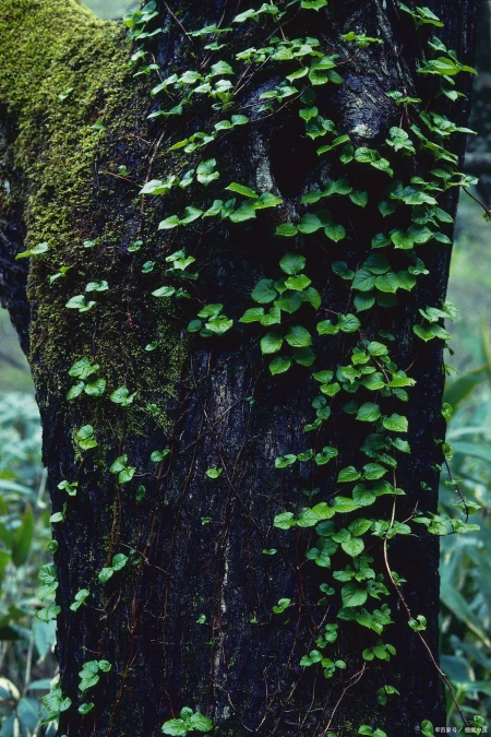 适合水培的植物有哪些？这五个绿植适合，您不要错过(适合水培的有哪些蔬菜)